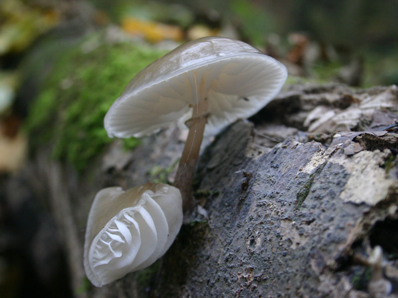 Egy szép nyálkagomba-telep.