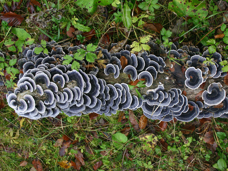 Ezen a fatörzsön egy gombatelep nőtt...